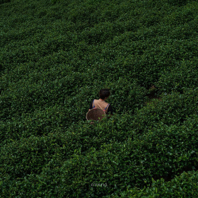 ไร่ชาลุงเดช อ.แม่แตง จ.เชียงใหม่ 🌱✨