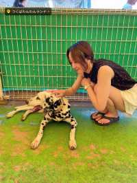 【茨城県】わんこがいっぱい🐶🐾一日中もふもふと戯れられる楽園😍💖【つくばわんわんランド】