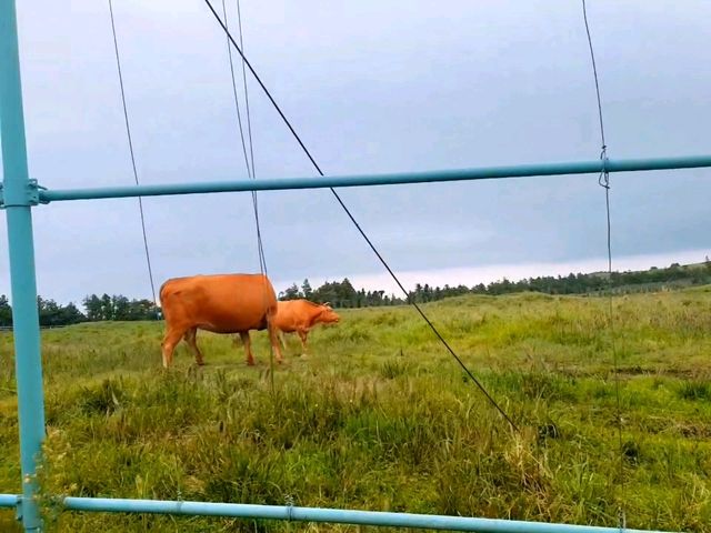 제주도 여행 필수 코스! : 한라수목원🌿