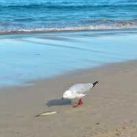 人間天堂Bondi Beach