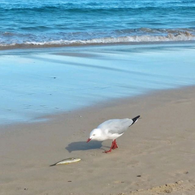 人間天堂Bondi Beach