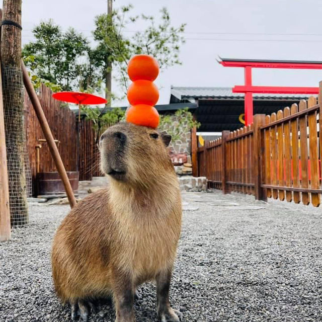 【台灣】宜蘭張美阿嬤農場：開放式動物園，提前買票更便宜