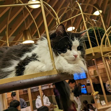 cat cafe with free flow drinks from vending machine | Trip.com