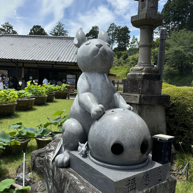 宇治6-7月盛名的繡球花園