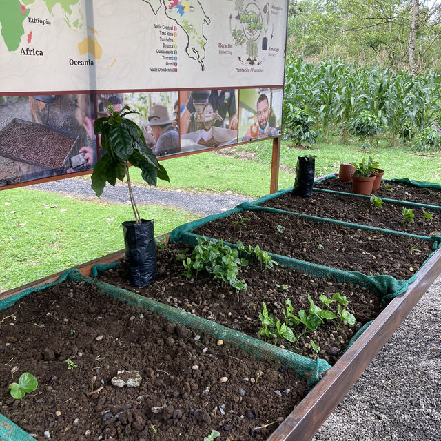 North Fields Coffee and Chocolate Tour in Costarica 