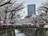 🌸 目黒川桜まつり - 春の美しさが川沿いに広がる🇯🇵