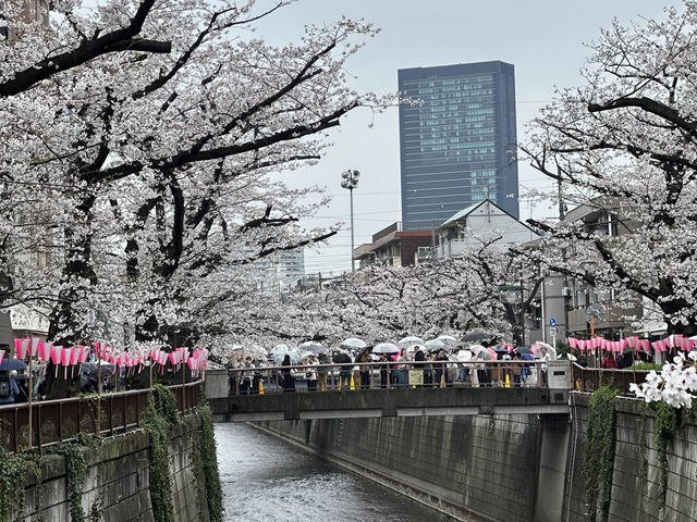 🌸 目黒川桜まつり - 春の美しさが川沿いに広がる🇯🇵