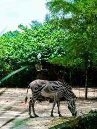 《動物園》【新加坡動物園】：設有夜間探索動物