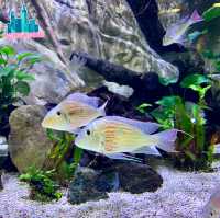 Underwater Wonders: A Sea Life Spectacle at Ocean Park!