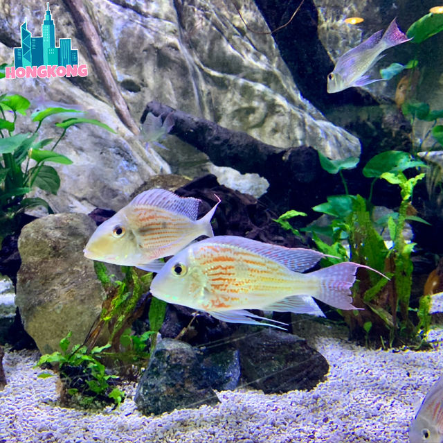 Underwater Wonders: A Sea Life Spectacle at Ocean Park!