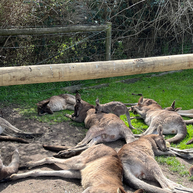 墨爾本Maru動物園🦘