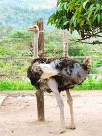 Exploring Bentong Farm: A Nature Lover’s Paradise