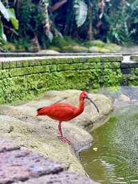 A Hidden Paradise: Birds of Eden, South Africa 🦜