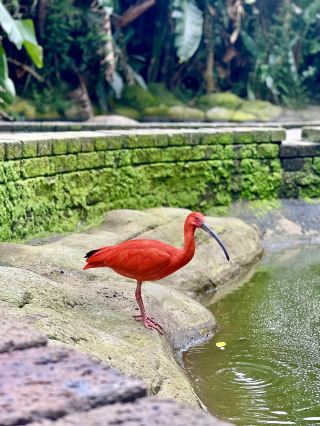 A Hidden Paradise: Birds of Eden, South Africa 🦜