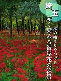 【埼玉】全国でも代表的な彼岸花スポット✨撮影ポイントと合わせて紹介📸
