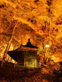 夜のライトアップ🌙愛知県1番の絶景紅葉スポット 「香嵐渓」こうらんけい