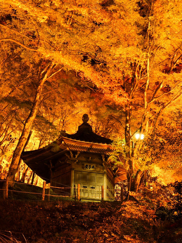 夜のライトアップ🌙愛知県1番の絶景紅葉スポット 「香嵐渓」こうらんけい