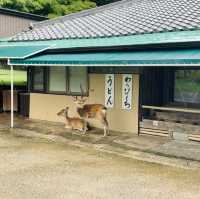 奈良公園の　鹿！！