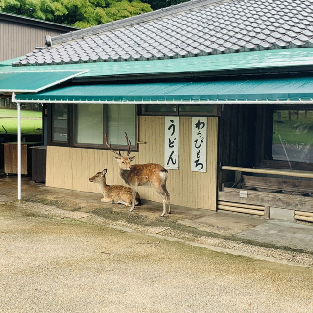 奈良公園の　鹿！！