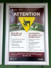CAMPING ADVENTURE IN BANF, CANADA