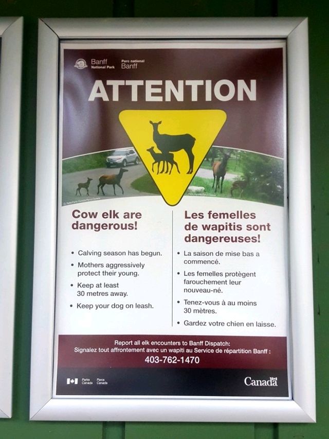 CAMPING ADVENTURE IN BANF, CANADA