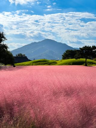 Gyeongju Fall Hot Spot!!! Cheomseongdae filled with autumn flowers🩵.