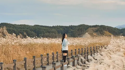 Kursus Perjalanan Lapangan Buluh Yangyang, tujuan wisata musim gugur yang luar biasa🤎 — traveler post in Yangyang