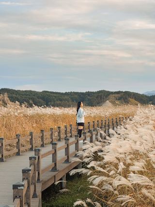 Туристический маршрут Yangyang Reed Field — отличное место для осеннего путешествия🤎