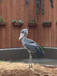 鳥とゼロ距離！！