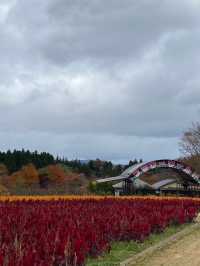 【那須町】ケイトウ畑！那須フラワーワールド🌸