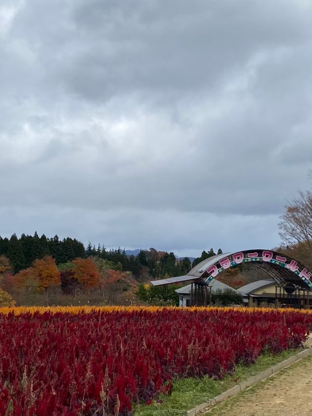 【那須町】ケイトウ畑！那須フラワーワールド🌸