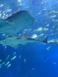 🐋 珠海長隆海洋王國：與海洋共舞的奇幻旅程