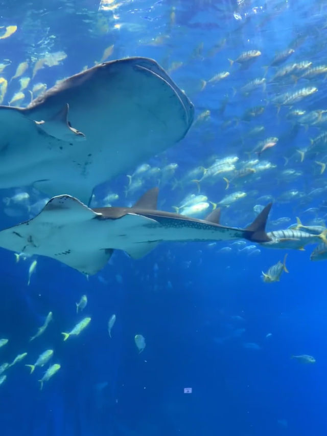 🐋 珠海長隆海洋王國：與海洋共舞的奇幻旅程