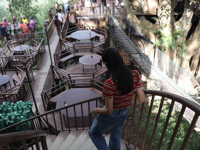 รับลมชมวิว จิบกาแฟ บนต้นไม้ใหญ่ 🌳☕️
