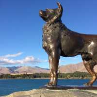 【ニュージーランド🇳🇿】テカポ湖ドライブ！