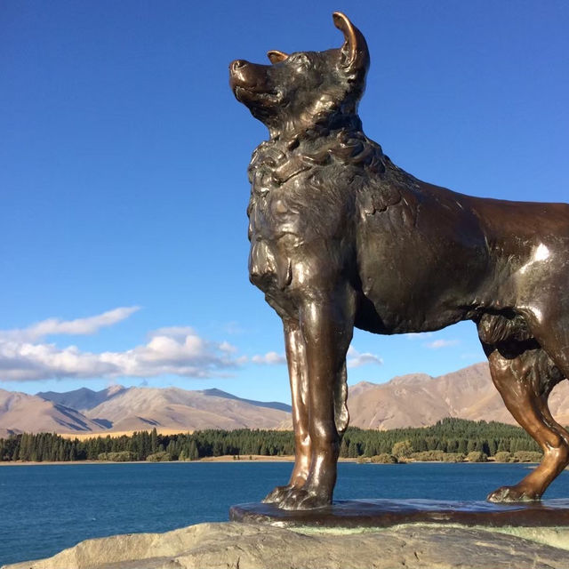 【ニュージーランド🇳🇿】テカポ湖ドライブ！