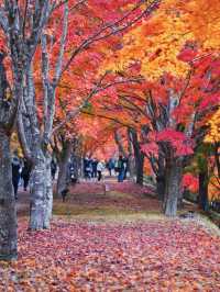 【長野】湖畔に広がるもみじその数1万本🤩彩り豊かな紅葉スポット🍁訪問攻略付き