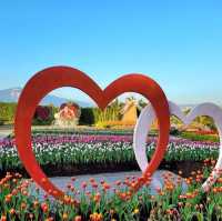 一年四季都能賞花「中社觀光花市」🌹