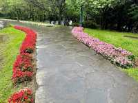 台北賞花好去處🌸 陽明山花鐘🌼