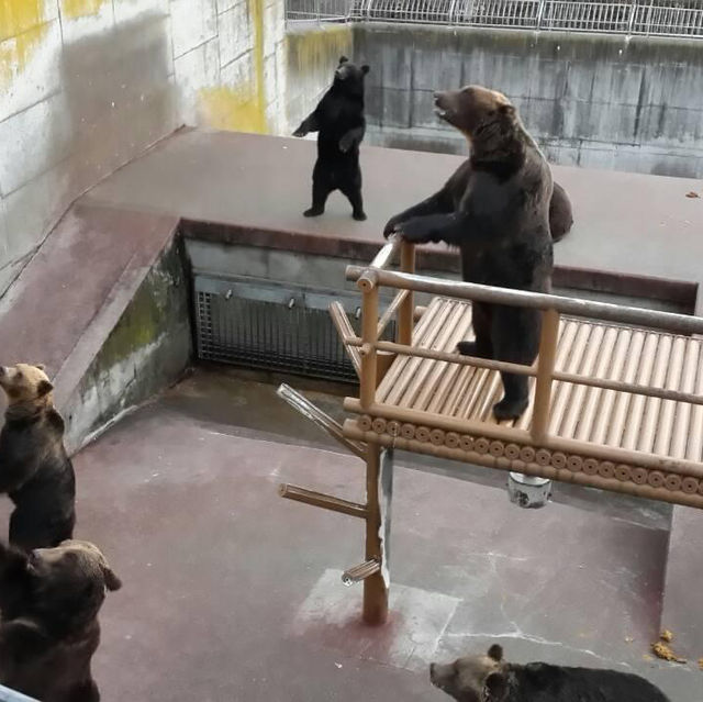 日本北海道 - 函館百萬夜景,小樽運河,洞爺湖,夢幻的國度 日本北海道 - 函館百萬夜景,小樽運河,洞爺湖,夢幻的國度