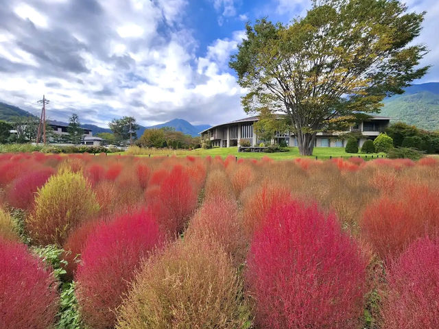 ทุ่งดอกโคเคีย Oishi Park