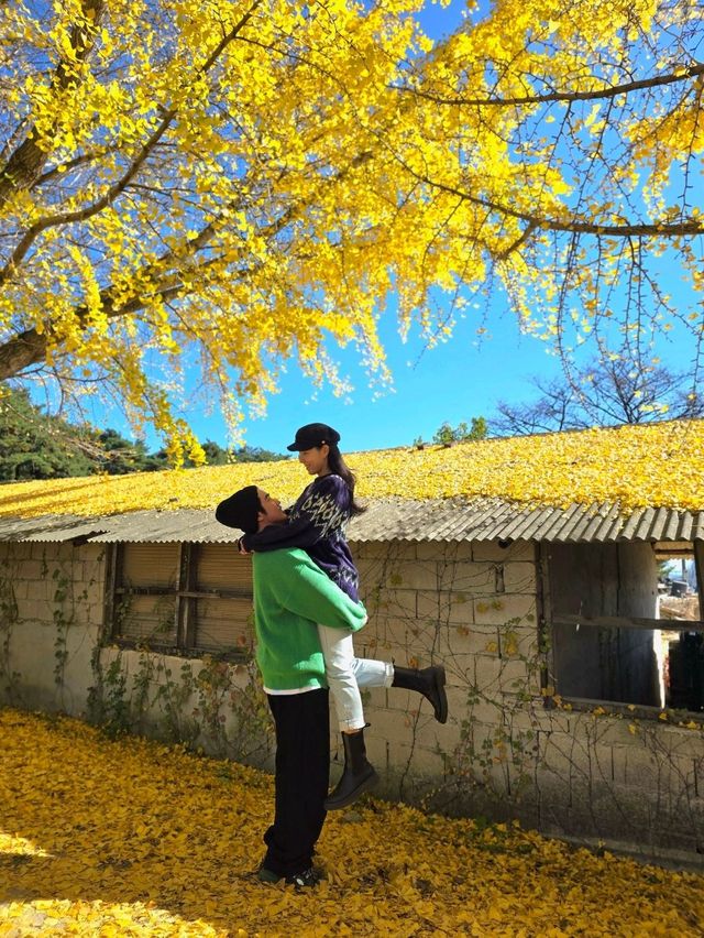 노랑카펫 깔린 거창 감성 은행마을💛