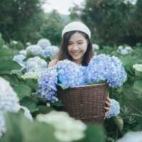 วิ่งเล่นในทุ่งไฮเดรนเยียร์
