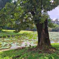 花柏山公園：悠閒秘境 🌳🌼