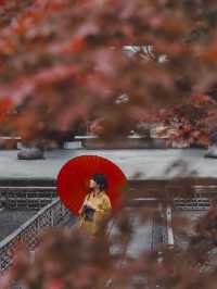 京都紅葉🍁穴場スポット 『くろ谷 金戒光明寺』