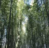 【京都】人気観光スポット！