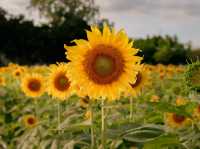 ไร่ทานตะวัน คีรีมันตรา (กาญจนบุรี) 🌻🌻🌻