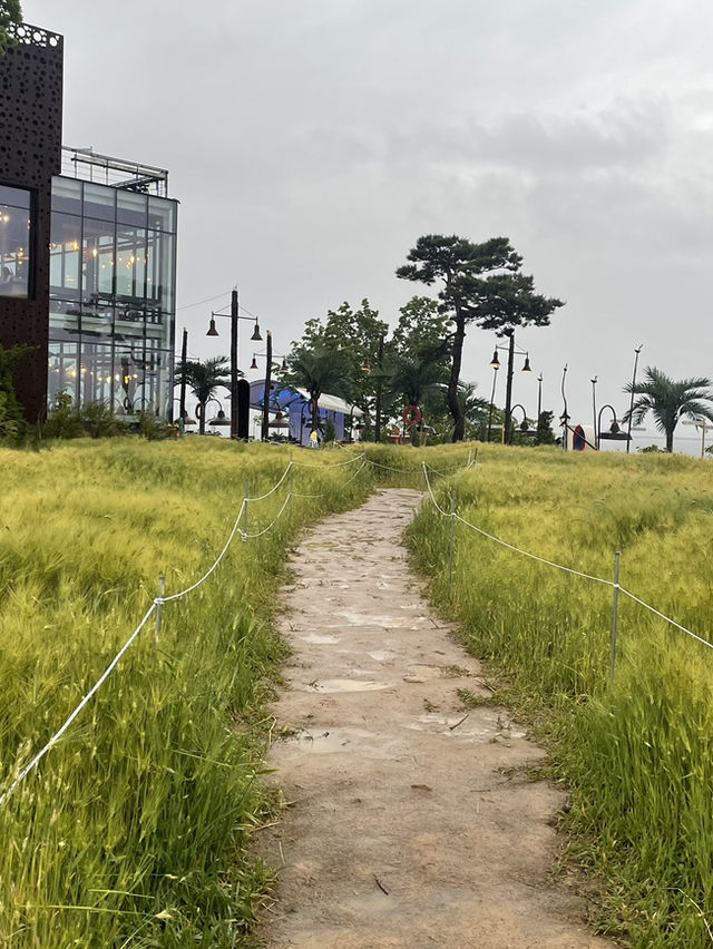 작은 청보리밭🌱과 함께 즐기는 당진 감성카페 “로드1950카페”