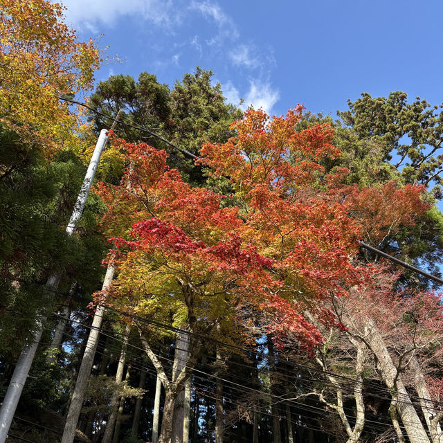 為了一眼京都的楓紅，我爬上了比叡山