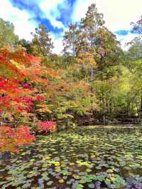 京都観光☺️美しい枯山水・池泉回遊式庭園🍁🌿天授庵